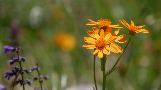 Alpenblumen