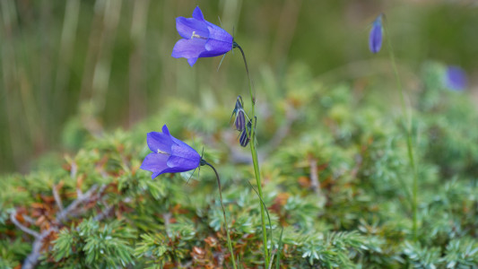 Alpenglockenblume