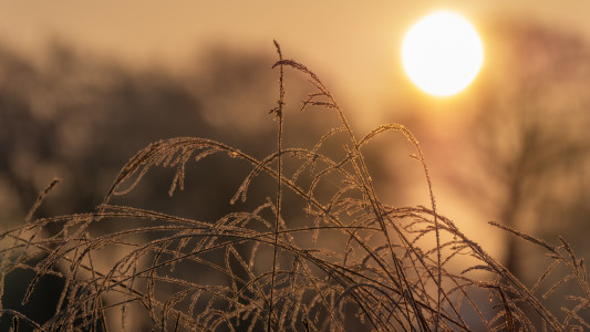 Alsterniederung-Sonnenaufgang