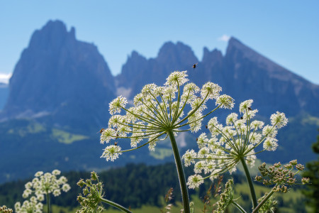 Dolomiten