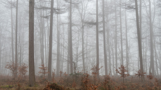 Endern im Nebel
