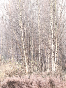 Henstedter Moor