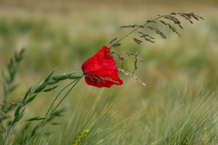 Mohn