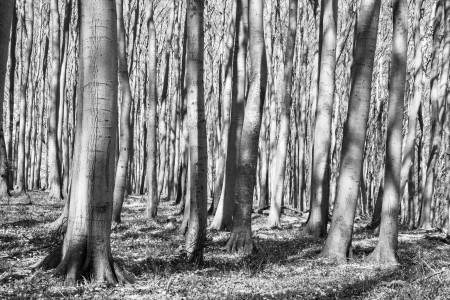 Nationalpark-Jasmund