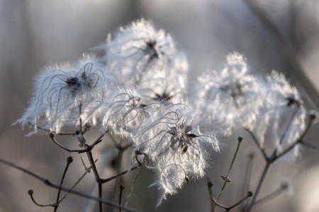 Pflanzen-Clematis