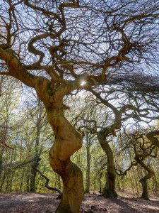Rügen-Hexenwald
