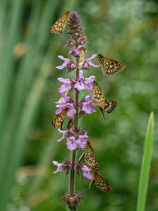 Schmetterlinge