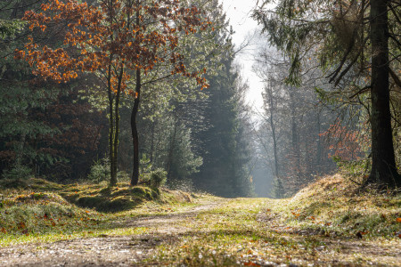 Segeberger Forst