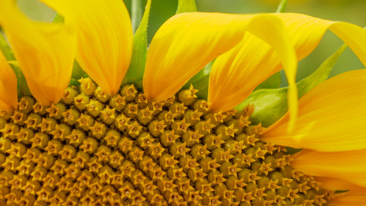 Sonnenblume