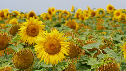 Sonnenblumen